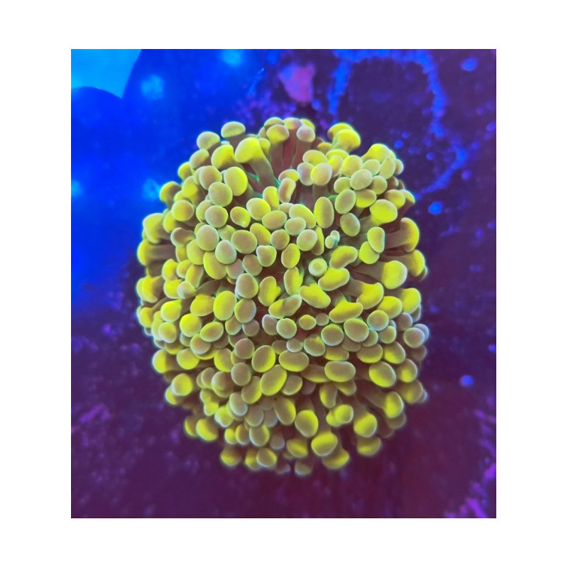 EUPHILIA PARANCORA ORANGE