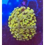EUPHILIA PARANCORA ORANGE