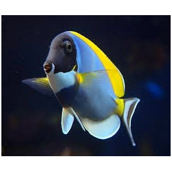 ACANTHURUS LEUCOSTERNON POWDER BLUE SIZE M