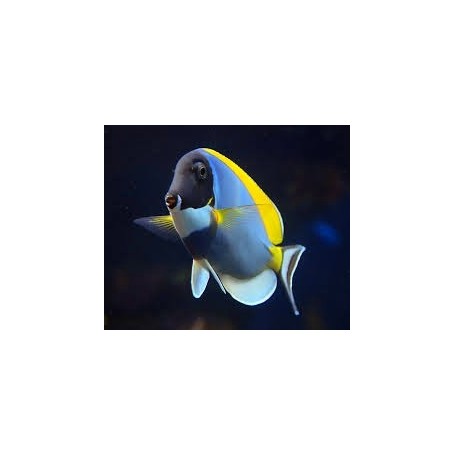 ACANTHURUS LEUCOSTERNON POWDER BLUE TALLA M