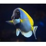 ACANTHURUS LEUCOSTERNON POWDER BLUE TALLA M