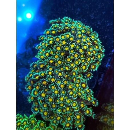 GONNIOPORA INDO PREMIUM