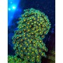 GONNIOPORA INDO PREMIUM