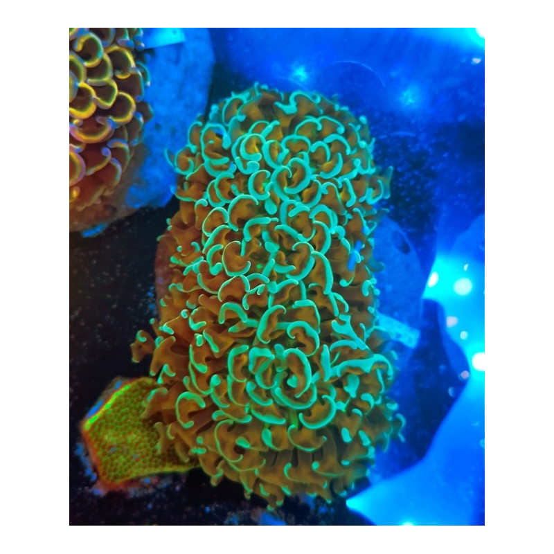 EUPHILIA HAMMER ULTRA