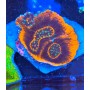 ASTROLOMUSA RED ULTRA