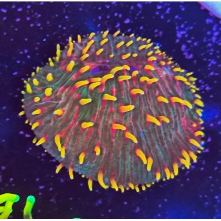 FUNGIA RAINBOW