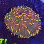FUNGIA RAINBOW