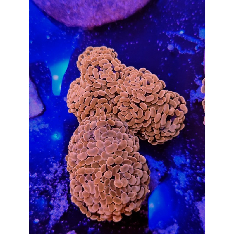 EUPHILIA PARANCORA ORANGE (TWO HEADS)