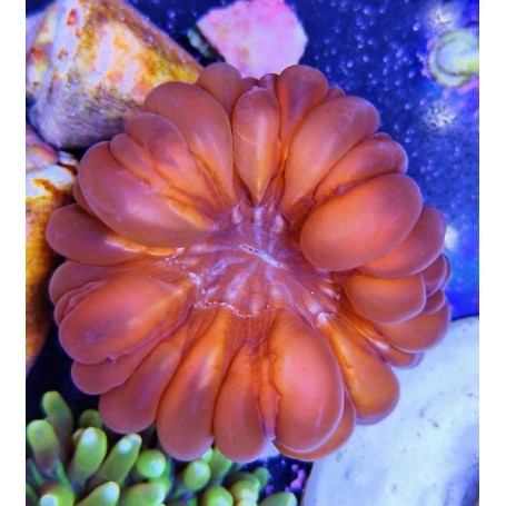 CYNARINA RED
