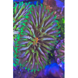 FUNGIA RAINBOW (TWO HEADS)