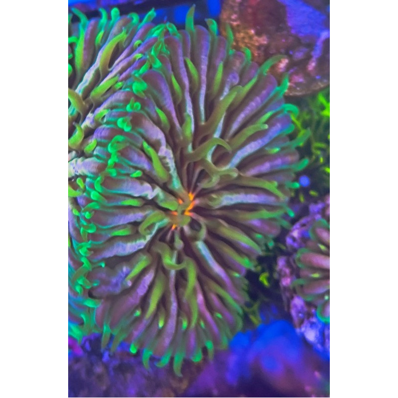 FUNGIA RAINBOW (TWO HEADS)