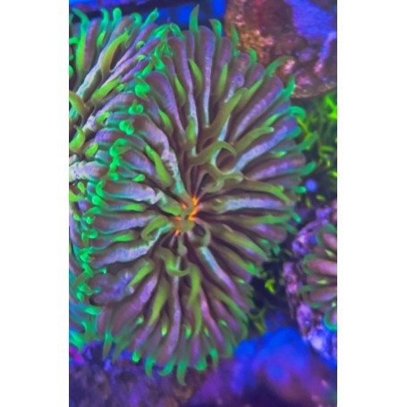 FUNGIA RAINBOW (UNA CABEZA)