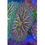 FUNGIA RAINBOW (UNA CABEZA)