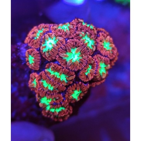 BLASTOMUSA MERLETTI