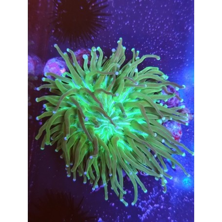 HELIOFUNGIA
