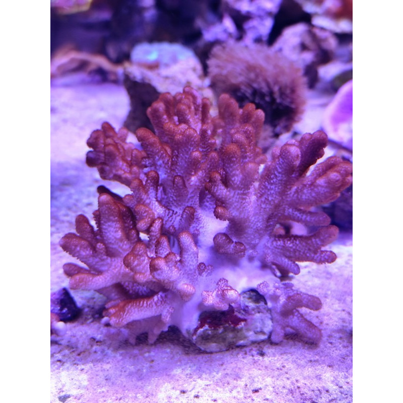 CLADIELLA (FINGER CORAL CAULIFLOWER)