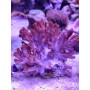 CLADIELLA (FINGER CORAL CAULIFLOWER)