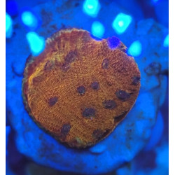 CHALICE SANGRE Y HIELO