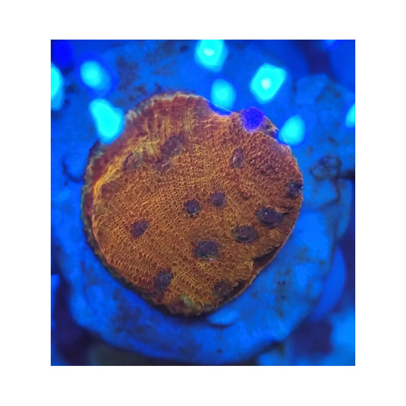 CHALICE BLOOD AND ICE