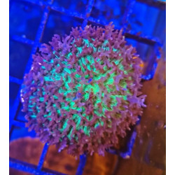 RODACTHIS OSCULIFERA