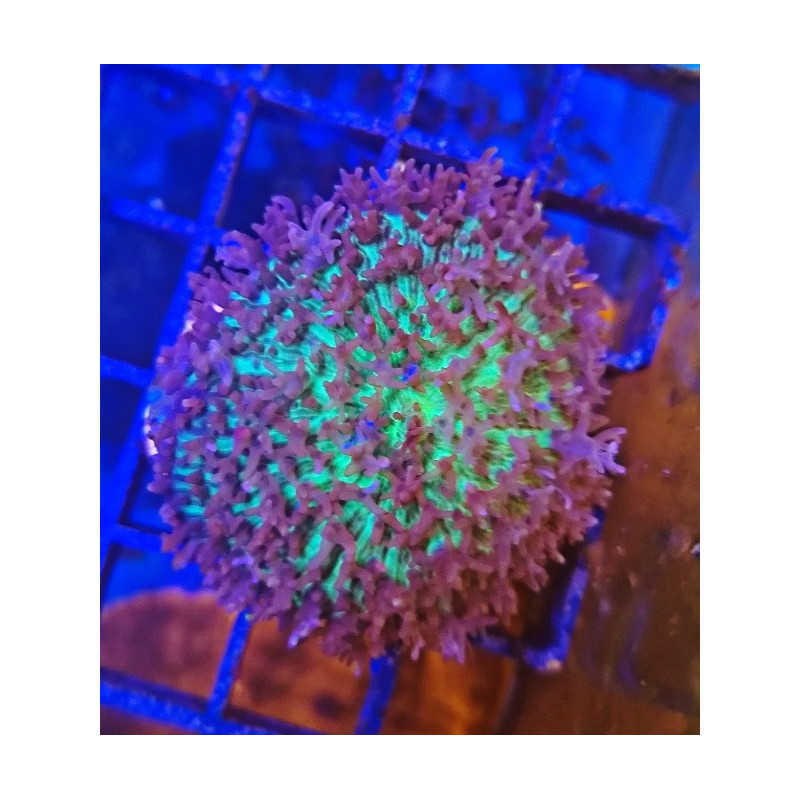 RODACTHIS OSCULIFERA