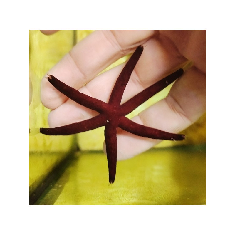 LINCKIA MULTIFORA (PICASSO STARFISH)