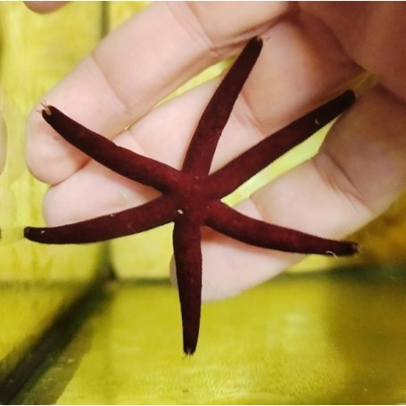 LINCKIA MULTIFORA (PICASSO STARFISH)