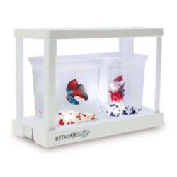 KIT BETA WORLD INITIATION