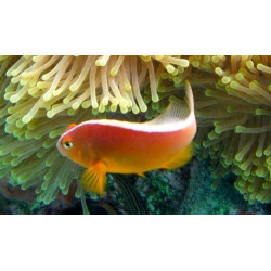 AMPHIPRIOM AKALLOPSIS SIZE SM
