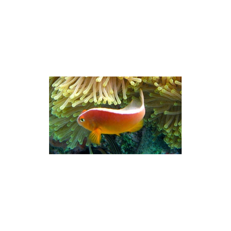 AMPHIPRIOM AKALLOPSIS SIZE SM