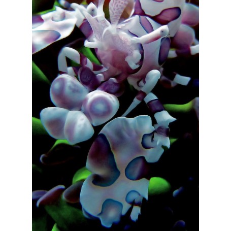 HYMENOCERA PICTA L