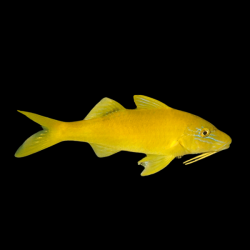 PARUPENEUS CYCLOSTOMUS YELLOW