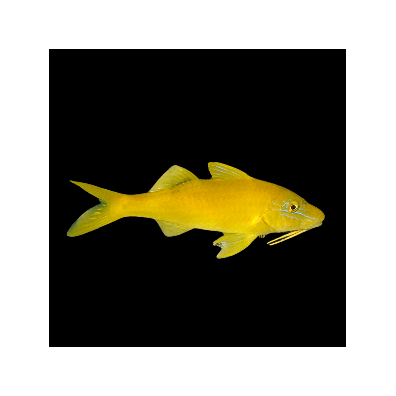 PARUPENEUS CYCLOSTOMUS YELLOW