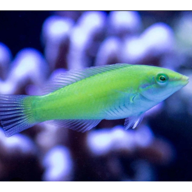 Halichoeres Chloropterus
