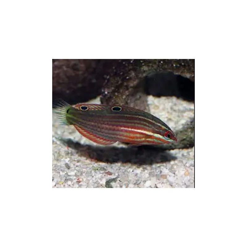 Halichoeres biocellatus