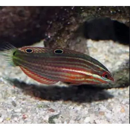 Halichoeres biocellatus