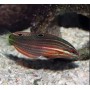 Halichoeres biocellatus