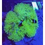 ENTACMAEA QUADRICOLOR VERDE METALIC