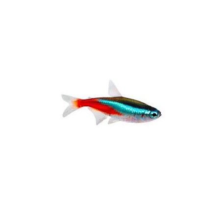 NEON 2,5 CM (PARACHEIRODON INNESI)