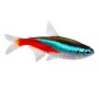 NEON 2,5 CM (PARACHEIRODON INNESI)