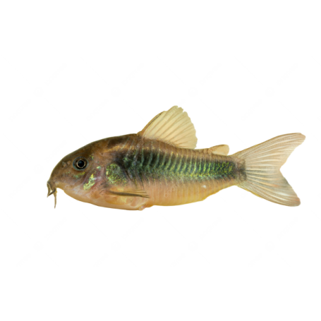 CORIDORA SURTIDA