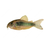 CORIDORA SURTIDA