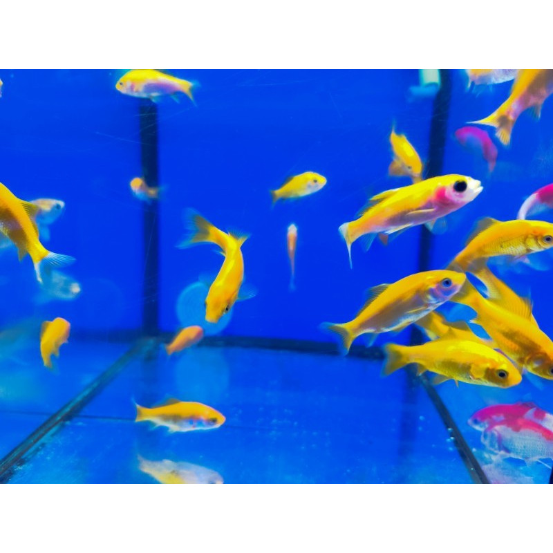 YELLOW COMET (CARASSIUS AURATUS) 4-5 CM