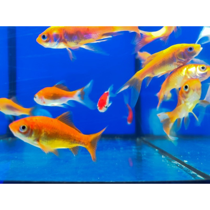 RED COMET (CARASSIUS AURATUS) 5-8 CM