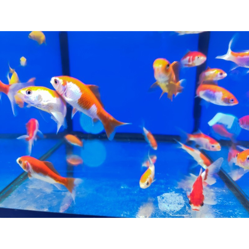 COMETA SARASA (CARASIUS AURATUS) 5-8 CM