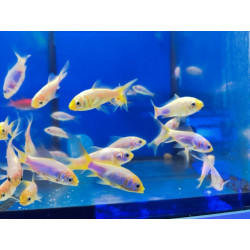 WHITE COMET (CARASIUS AURATUS) 4-5 CM