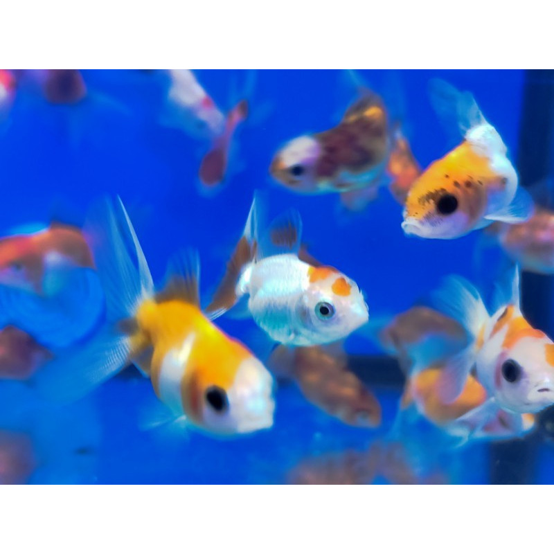 ORANDA ASSORTED 4-5 CM HIGH QUALITY