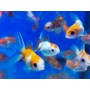 ORANDA SURTIDO 4-5 CM HIGH QUALITY