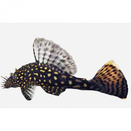 ANCISTRUS DOLICHOPTERUS (HIGH QUALITY) 3-3,5CM
