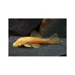 ANCISTRUS GOLD (HIGH QUALITY) 3-4 CM